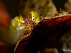 Very small fireworm was moving rapidly until it came to t... by Patricia Sinclair 